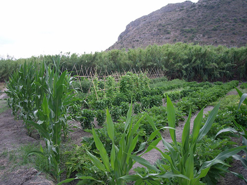 Primera cosecha COTASA