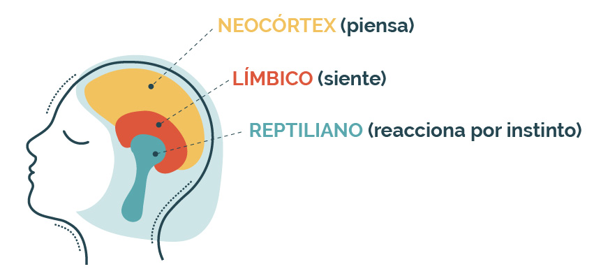 Los tres cerebros